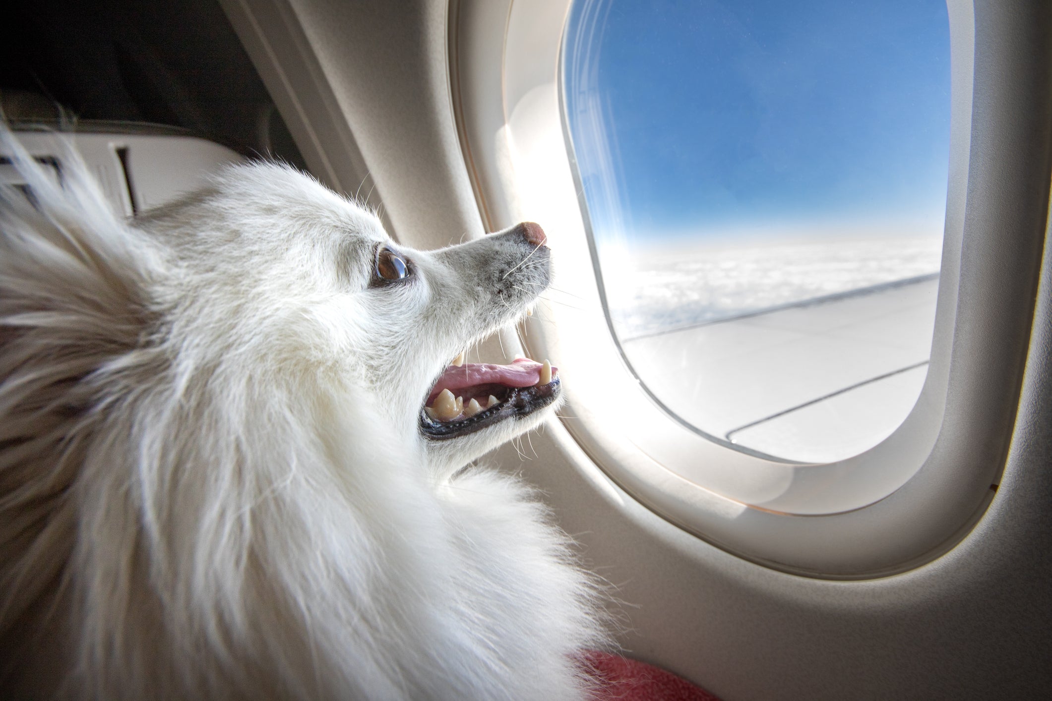 dog looking out airplane window